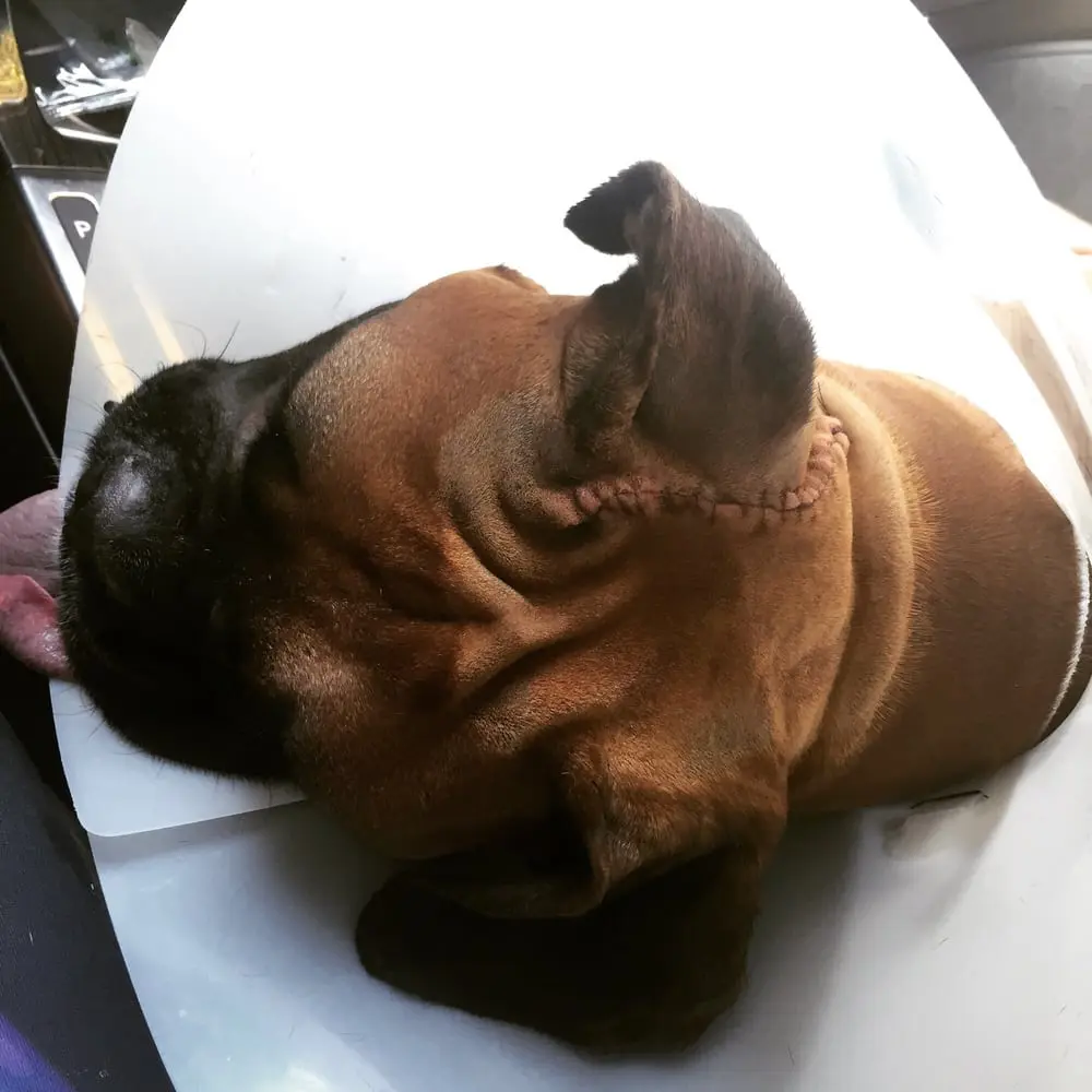 Pet exam at Boulevard Veterinary Hospital Lancaster CA